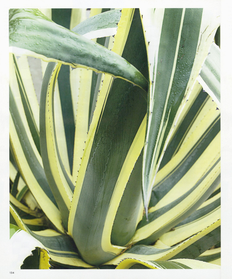 Santa Barbara Full Bloom